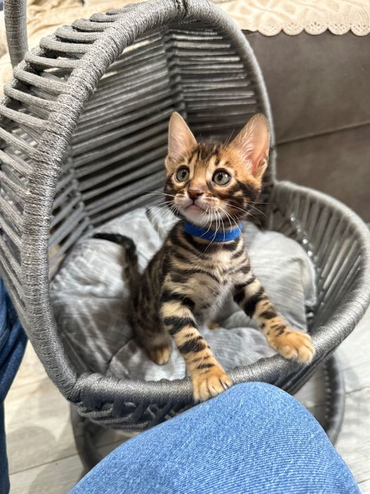 Чистокръвни Бенгалски котета