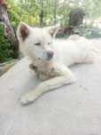 Akita inu  oq rangda