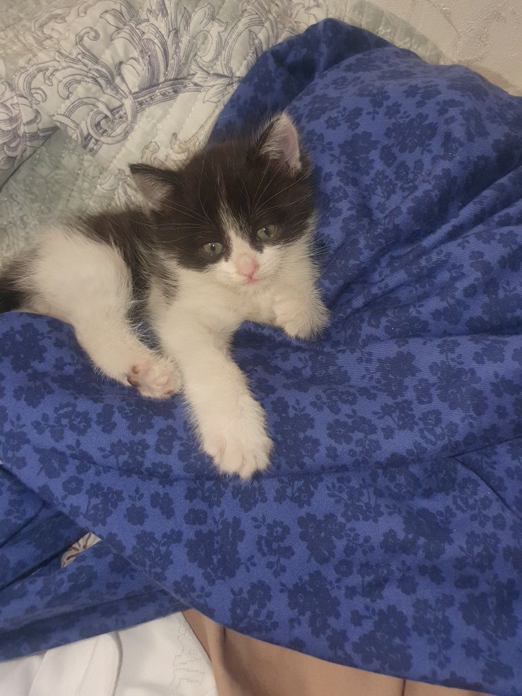 Пародистие котяти отдам в хорошие руки