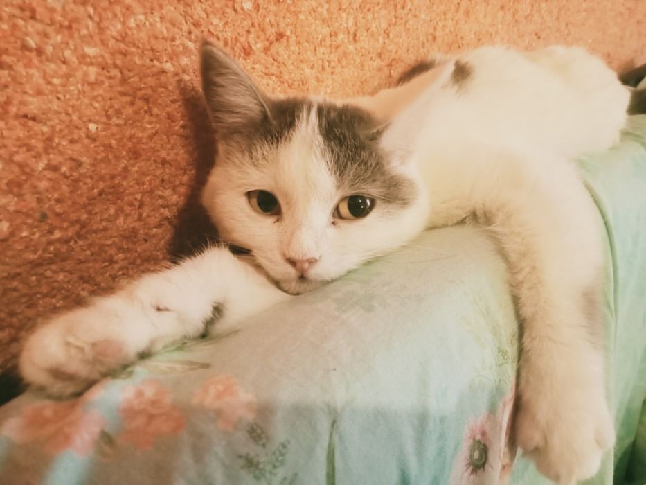 Отдам кошку в хорошим руки