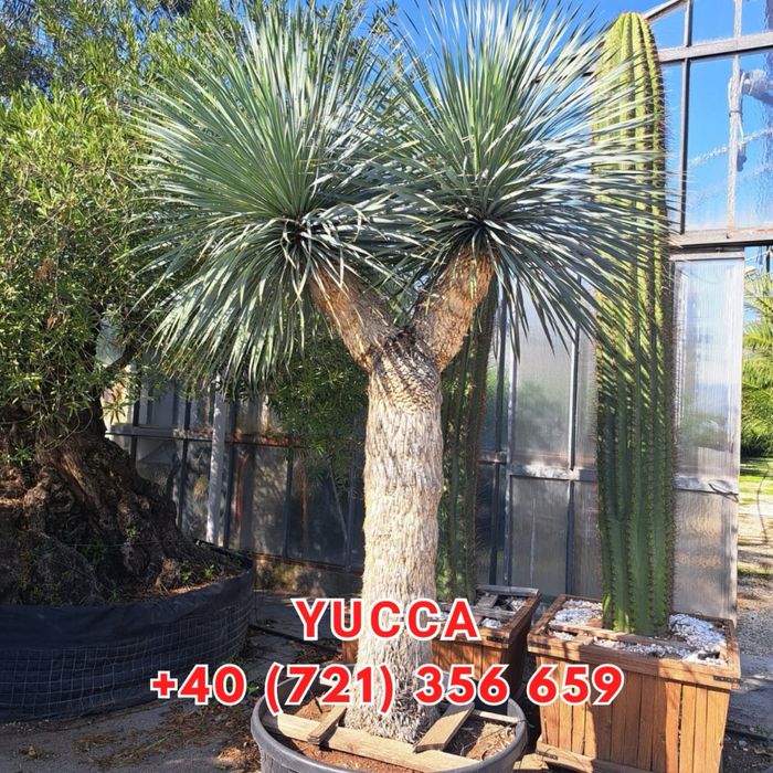 Brazi tuia maslini palmieri pohtinia bosai spirale magnoli arțari etc