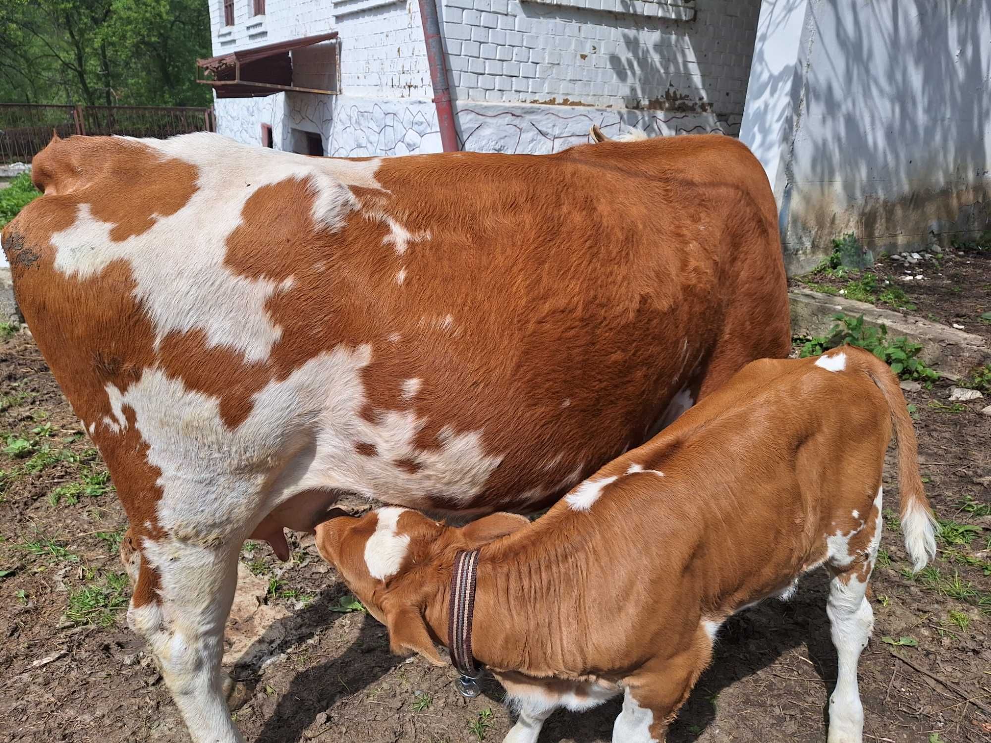 De vânzare vaci tinere