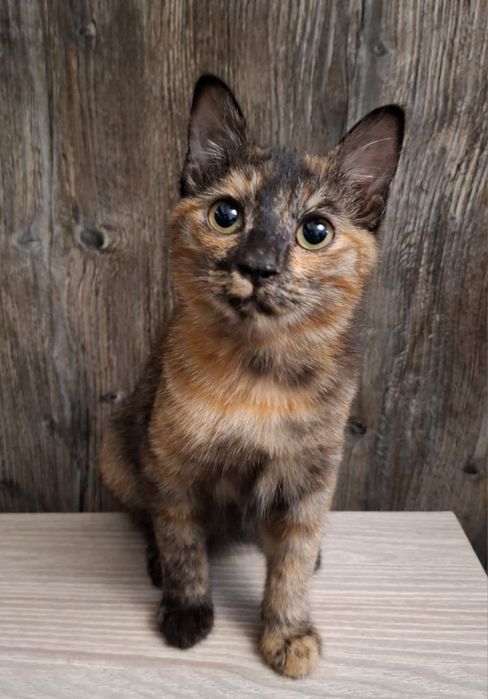 Котенок девочка в хорошие руки