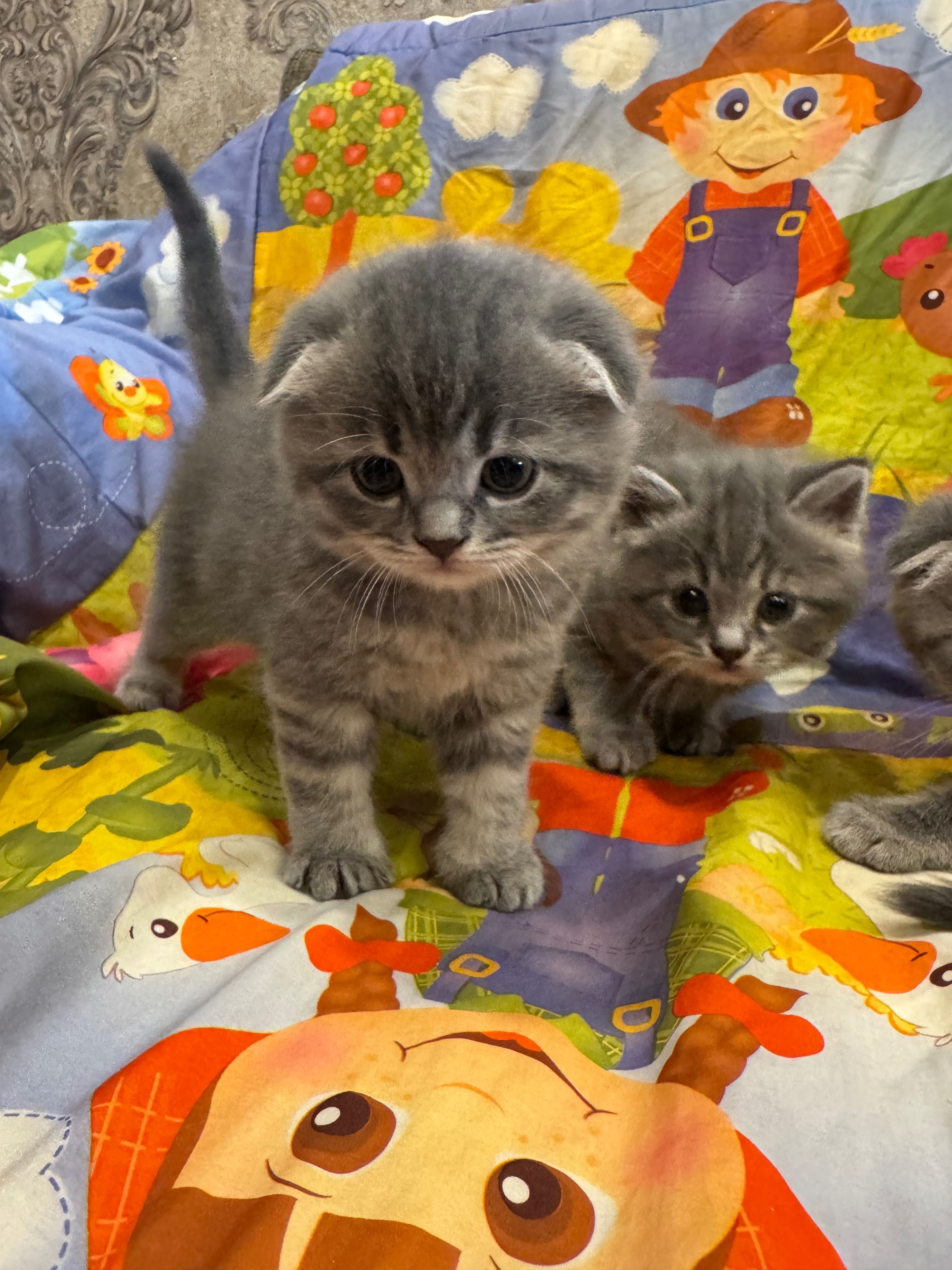 Продаю котят скотиш Фолд и Страйт