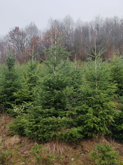 Brad de crăciun 45 lei