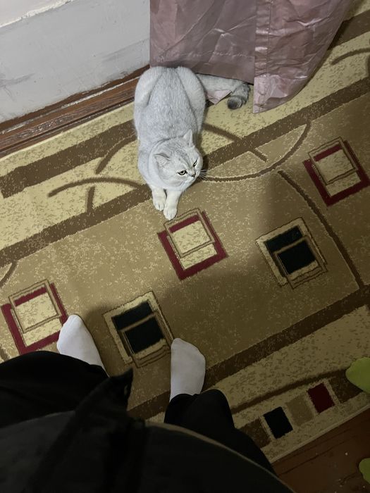 Приглашаем на вязку кота Чистокровный Британский Шиншила