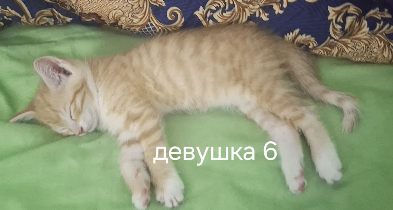 В добрые руки домашние котики мушук боллари берилади