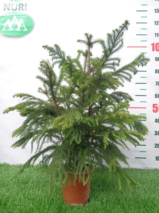 Большой ассортимент КОМНАТНЫХ РАСТЕНИЙ