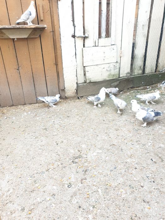 Porumbei santineti maturi și tineret