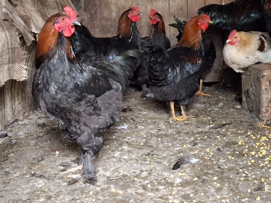 Vând cocosi, tineret de 5-6 luni