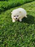 Pui Pomeranian. 2-3 luni .