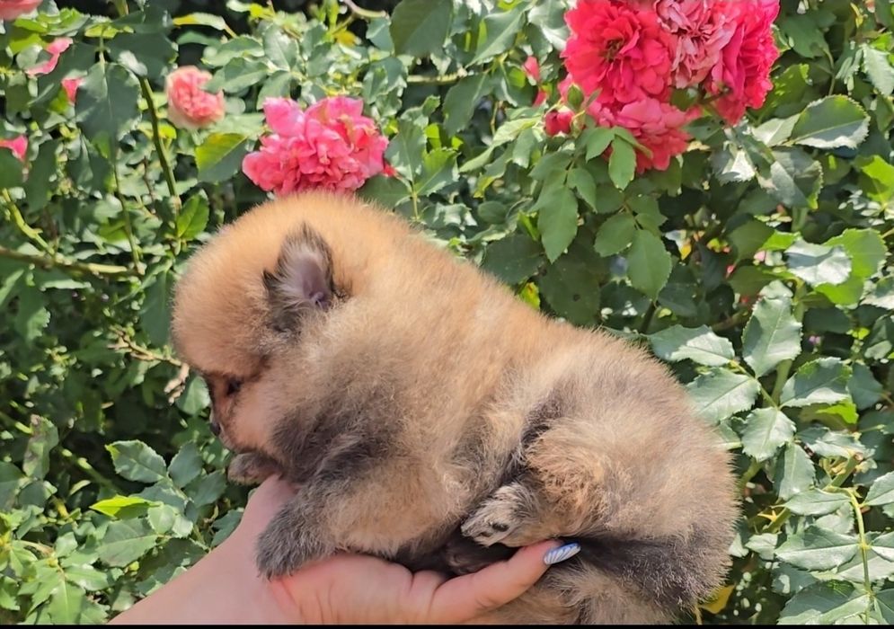 Миниатюрен померан