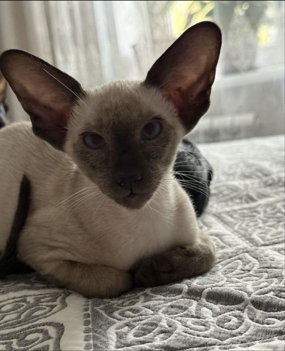Ориентальный котенок