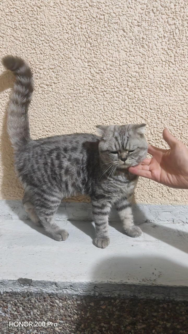 Uy mushigi sotila
