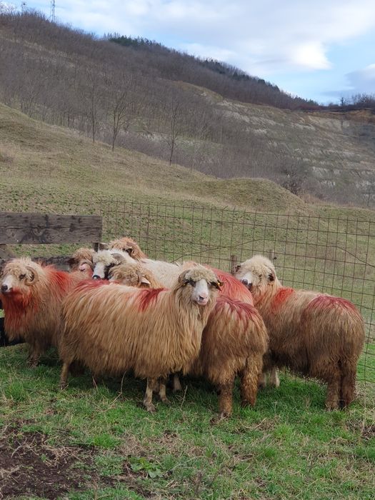 Vând oi 6 și un berbec