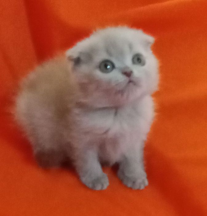 Продам котят Скоттиш-фолд .