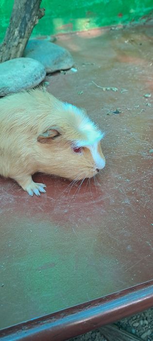 Porcusori de guineea