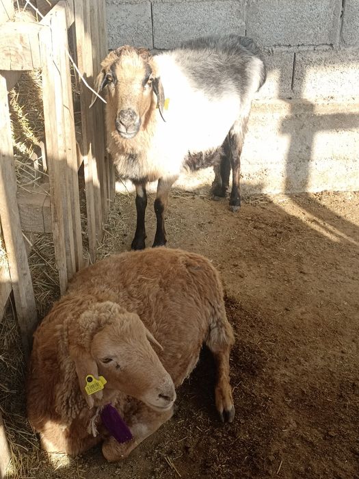 Қойлар сатылады.