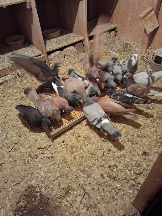 Vand 10 perechi de porumbei posta de ornament