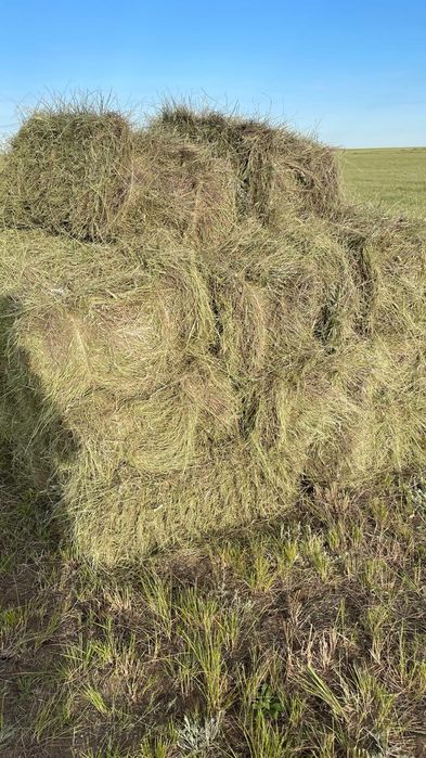 Житняк свежи укос прес тюк