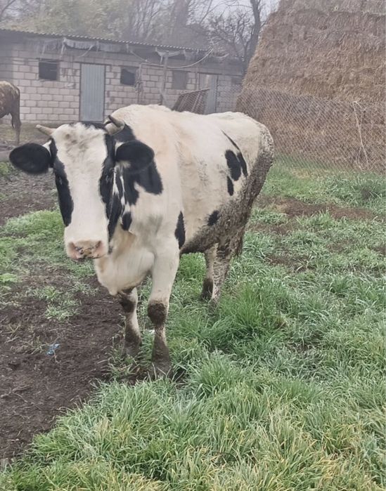 Продам корову на мясо срочно!