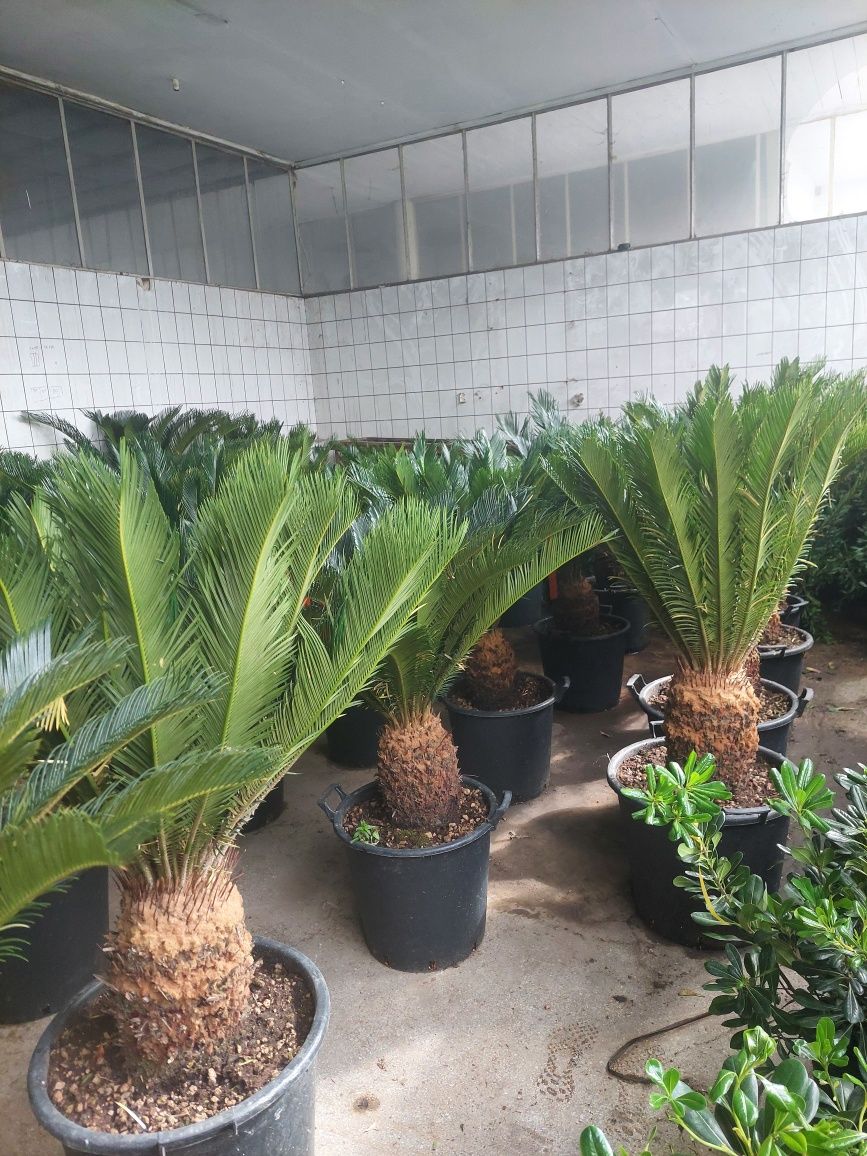 Palmieri artari japonezi plante exotice