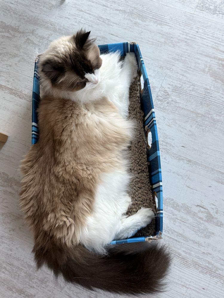 Подарявам коте - порода Ragdoll, момиче, на 4 години