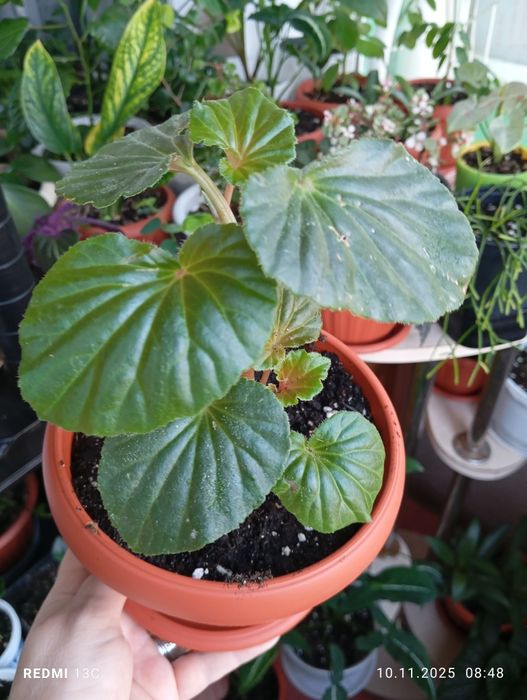 Продам цветы комнатные