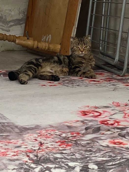 Прадается Кошка.