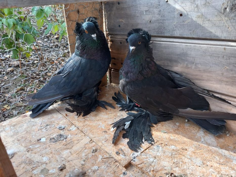 Vand Uriași Maghiarii