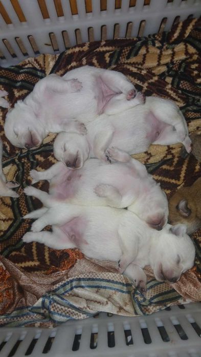 Продавам Пинчери