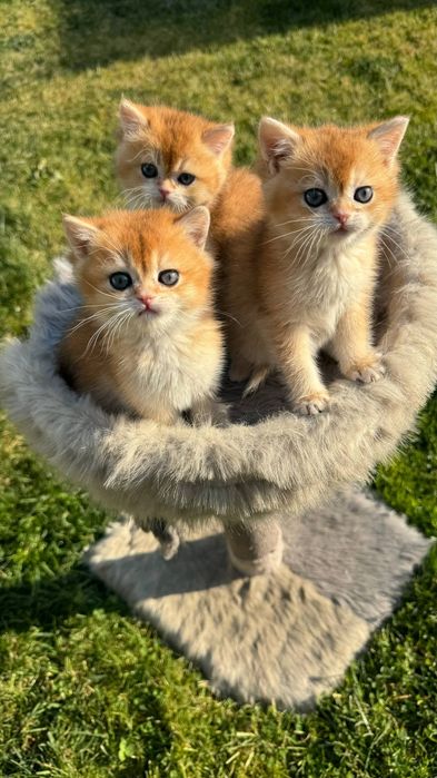 Британская золотая шиншилла