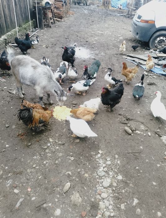 Vând rate  detalii la