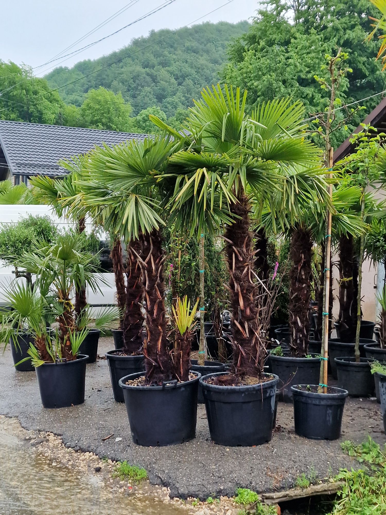 Închiriez plante ornamentale ( palmieri, maslini, leandrii, cycas etc)