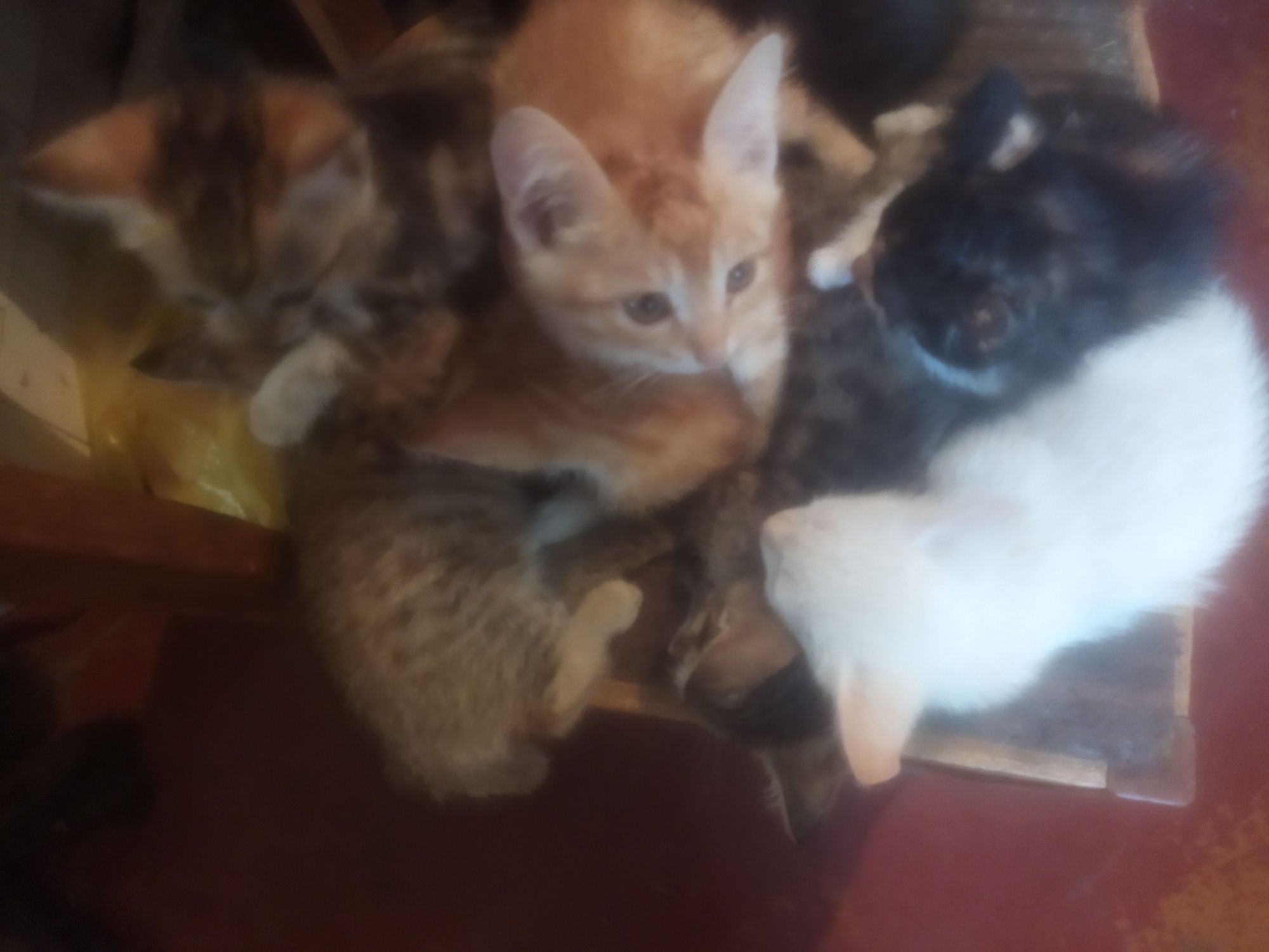 Котята мышыловы.