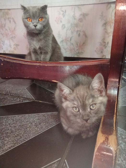 Кошки породы страйт и фолд ,фолд девочка,страйт мальчик ,