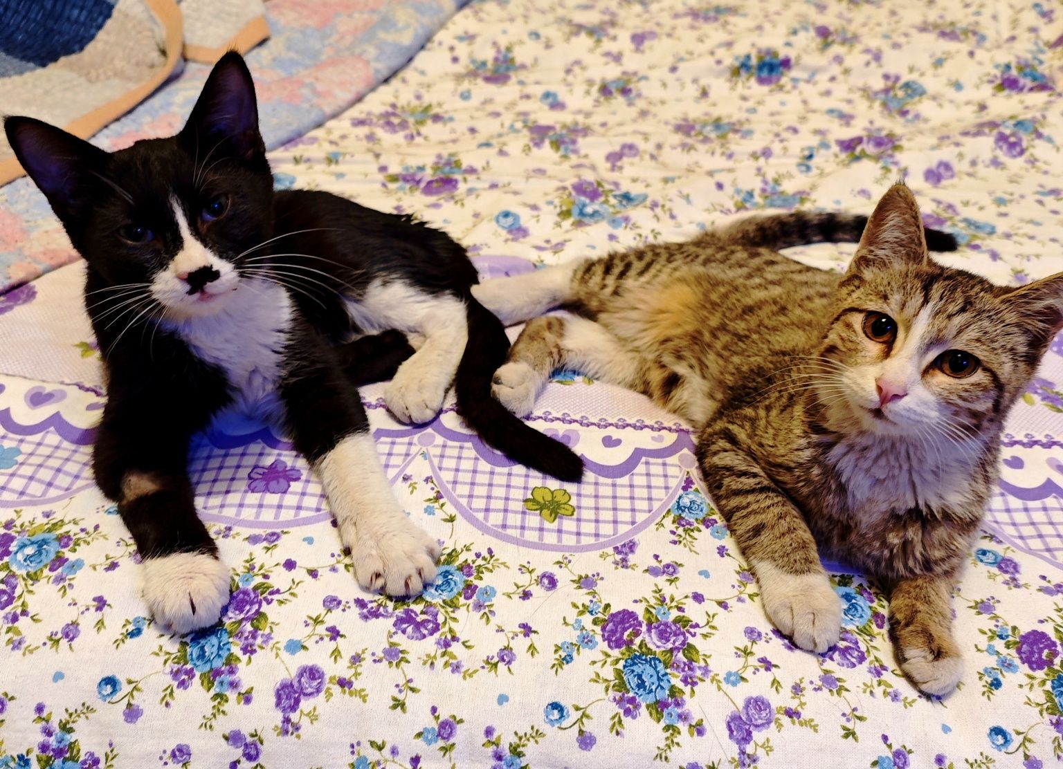 2 Котенка мальчики 4 месяца