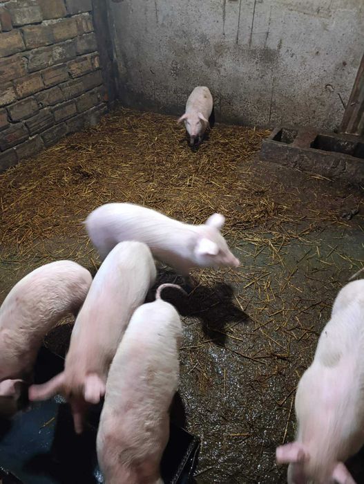 Продавам малки прасета