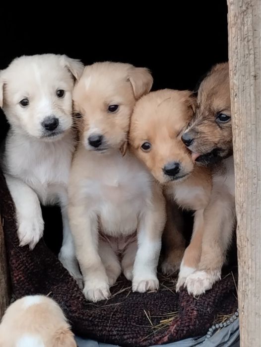 Отдам щенков в добрые руки