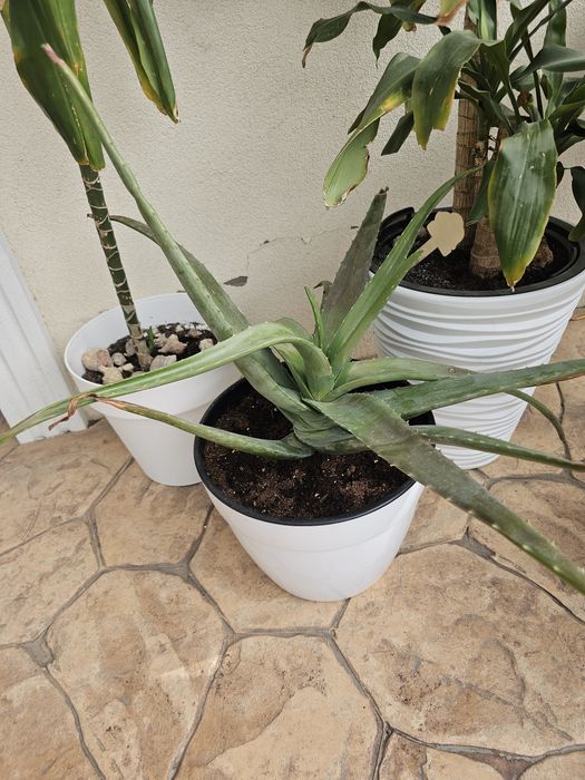 Planta aloe Vera