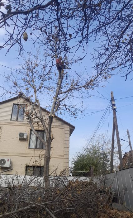 Спил деревьев Алматы