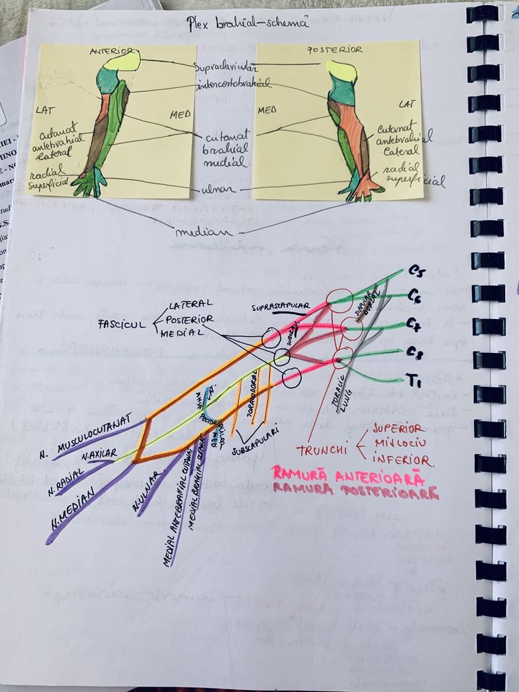 Notite anatomie anul 1 semestrul 1