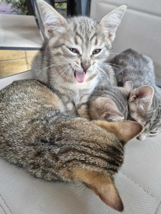 Подарявам котенцa !