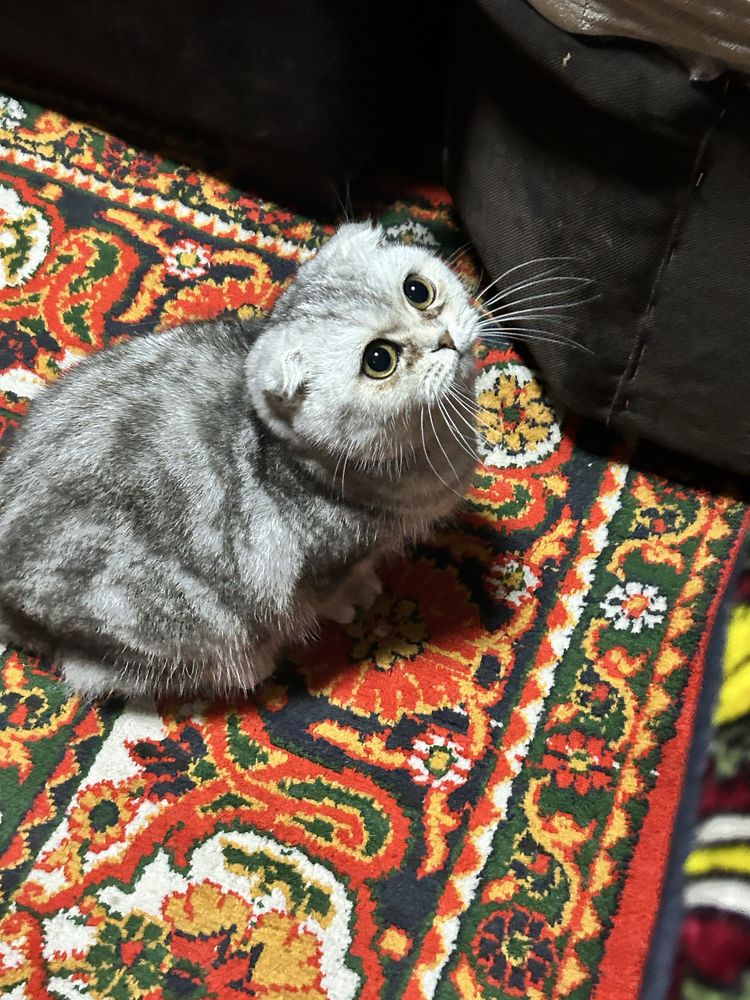 Продается котик вислоухий
