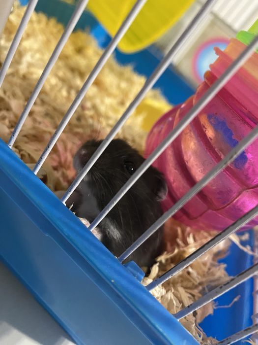 Vand cusca speciala pentru hamsteri