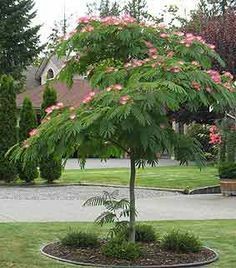 Albizia (Arborele de matase)