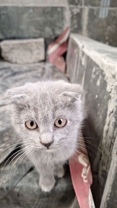 Skodish fold bolasi 500 ming som yaxshi zotor aqili latok biladi