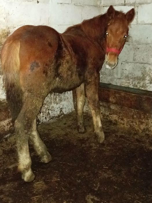 Vând mânz de 6 luni