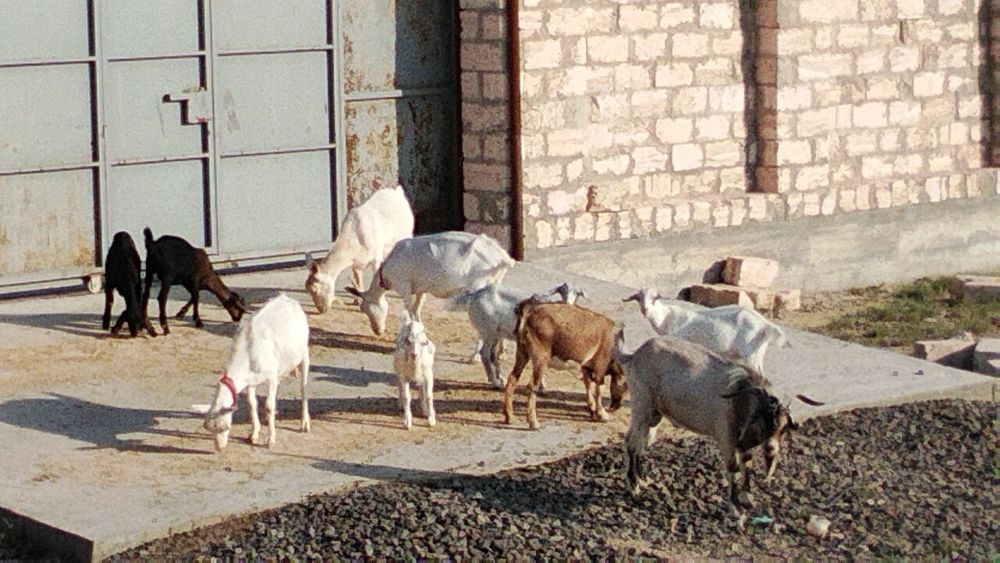 Ешкі сүтті  бар 500000