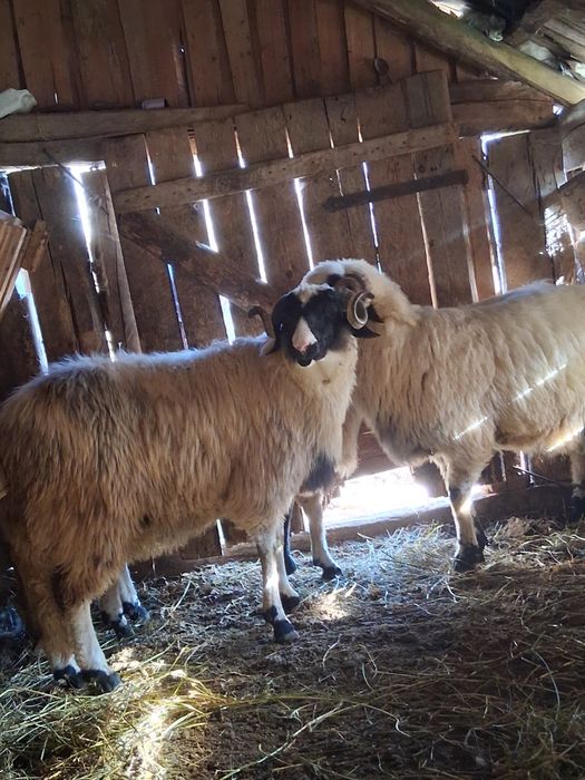 Berbecuti de vanzare